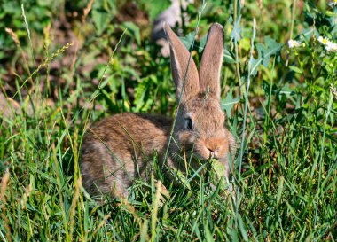 Rabbit on grass clipart