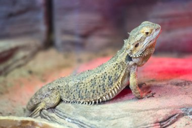 Sakallı Agama kertenkele