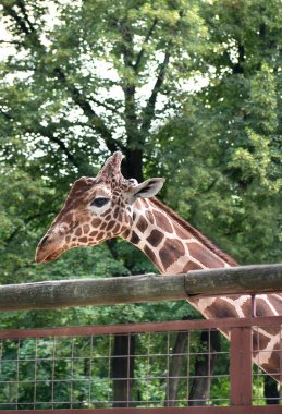 Kafeste bir zürafa başkanı
