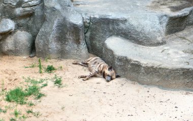 Kayaların yanında uyuyan sırtlan