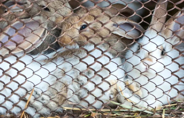 ケージでウサギ — ストック写真