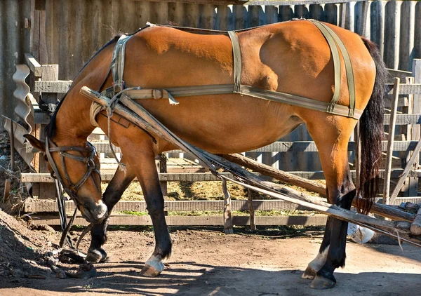 Häst i sele — Stockfoto