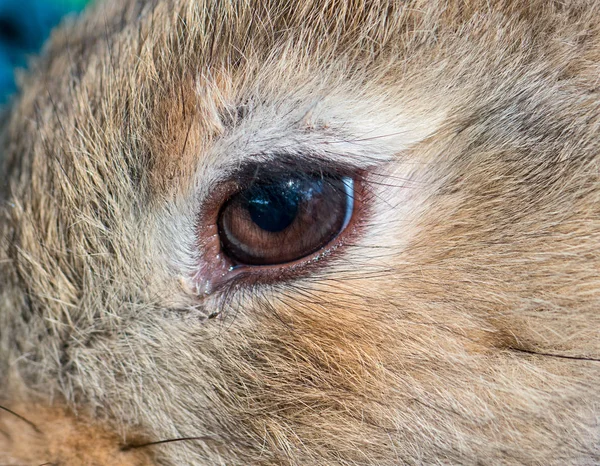 Fecho dos olhos de coelhos — Fotografia de Stock