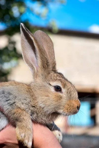 Lapin à portée de main — Photo