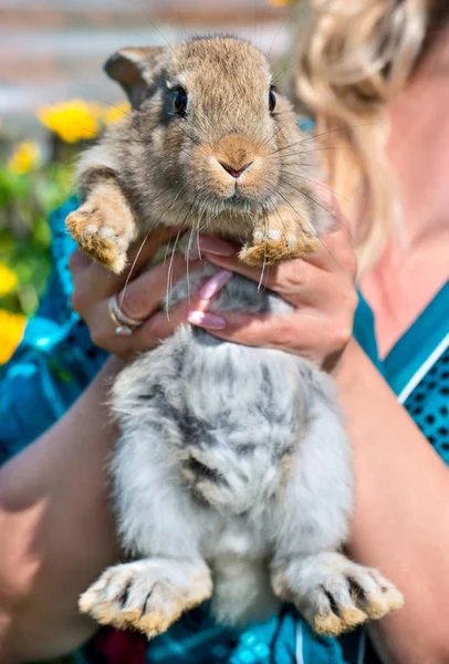 Lapin à portée de main — Photo