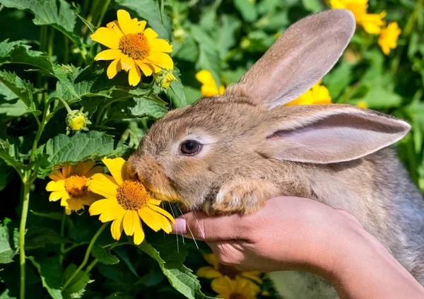 Bunny çiçek yiyor — Stok fotoğraf