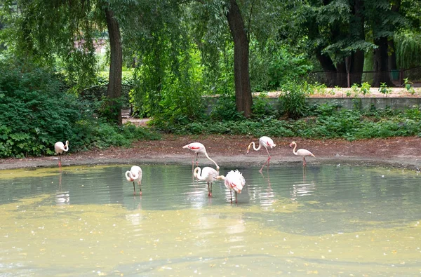 Flamingo on lake — Stock Photo, Image