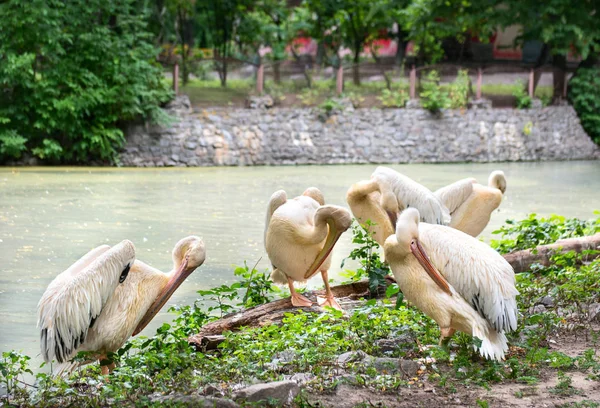 Family of pelicans on lake — Stock Photo, Image