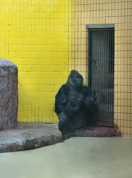 Sad gorilla at zoo — Stock Photo, Image