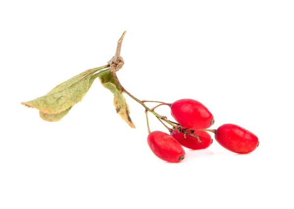 Branch buah berri kering — Stok Foto