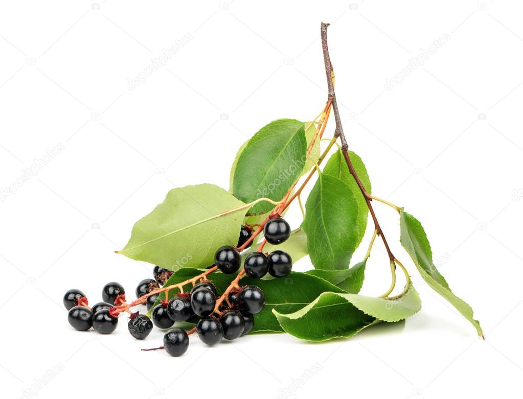 Branch with berries of bird cherry