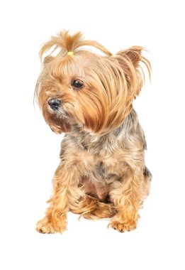 Köpek mini Yorkshire Terrier beyaz arka plan izole
