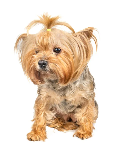 Dog Mini Yorkshire Terrier Isolerad Vit Bakgrund — Stockfoto