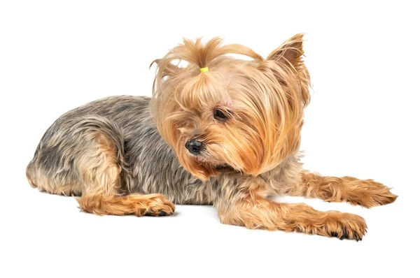 Dog Mini Yorkshire Terrier Ligger Vit Bakgrund — Stockfoto