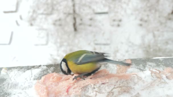 ビデオ鳥シジュウカラ Pecks 肉冬冷たい雪をクローズ アップ — ストック動画