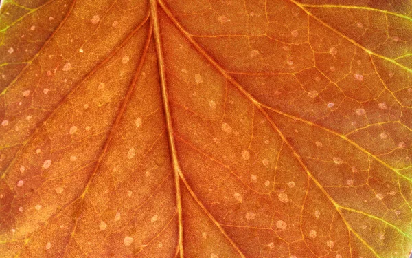 Fragmento de hoja rojo —  Fotos de Stock