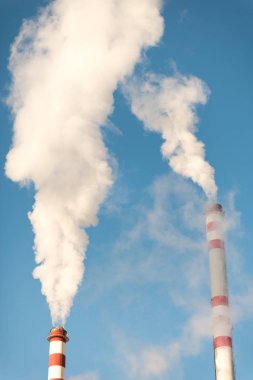 Mor erikli sonbahar ağacı