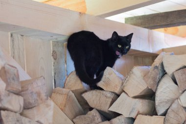 Gardiyanın tahtasında oturan komik ifadeli kara kedi.