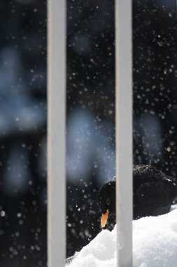 Karatavuk kışın balkonda karla oynuyor. 