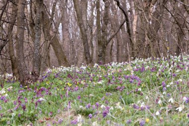 Ormanda çiçek açan bahar çiçekleri.