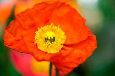 Bahçede açan renkli bahar çiçekleri