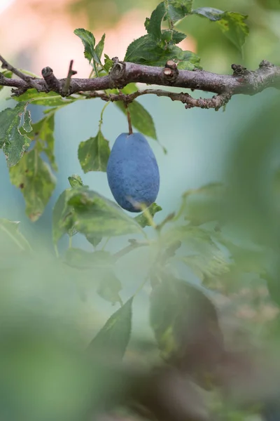 Albero autunnale con prugne viola dolci — Foto Stock