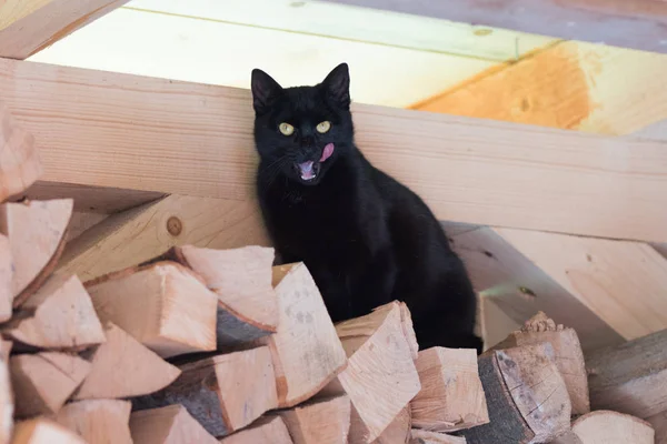Gato preto com expressões engraçadas sentado na madeira na sarda — Fotografia de Stock