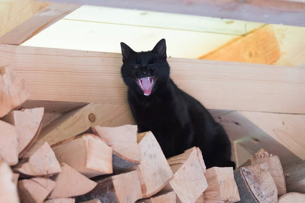 Black cat with funny expressions sitting on the wood in the gard