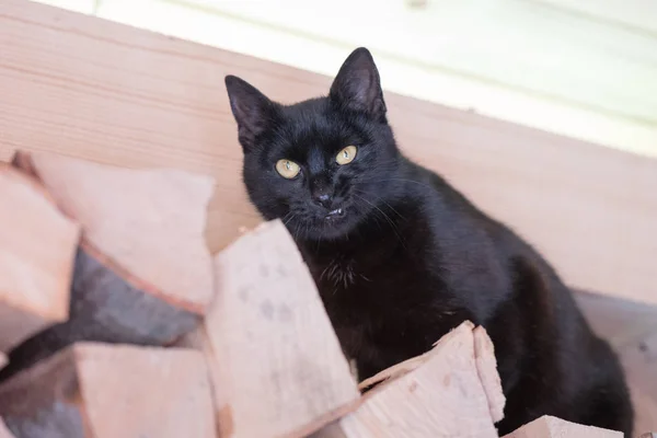 Gato Preto Com Expressões Engraçadas Sentado Madeira Sarda — Fotografia de Stock