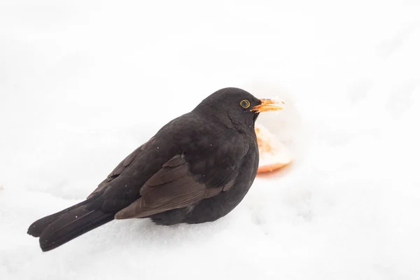 Aves Negros Comiendo Una Manzana Nieve Durante Invierno Balcón — Foto de Stock