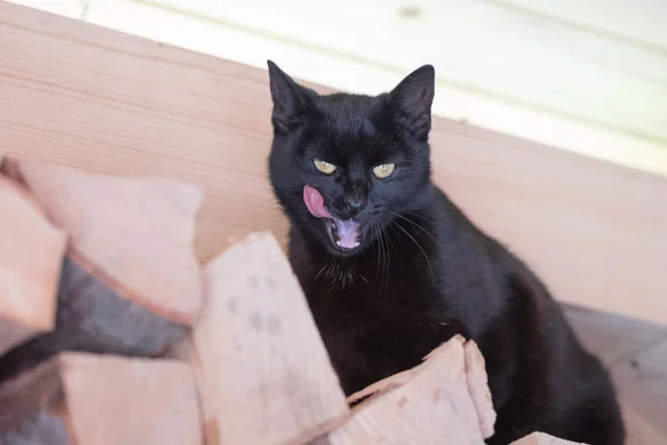 Gato Preto Com Expressões Engraçadas Sentado Madeira Sarda — Fotografia de Stock