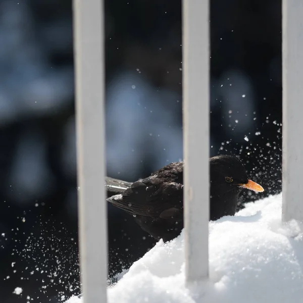 Blackbird Jugando Con Nieve Invierno Balcón — Foto de Stock