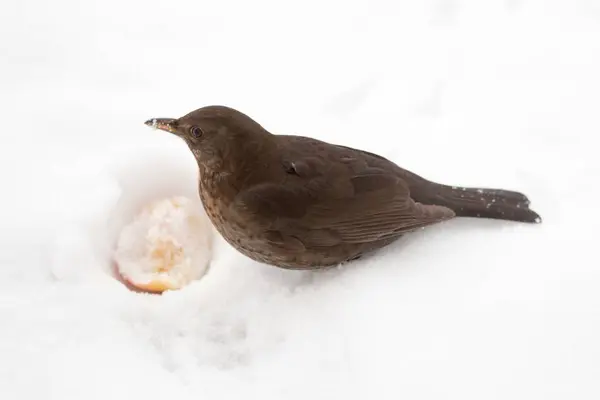 Aves Negros Comiendo Una Manzana Nieve Durante Invierno Balcón — Foto de Stock