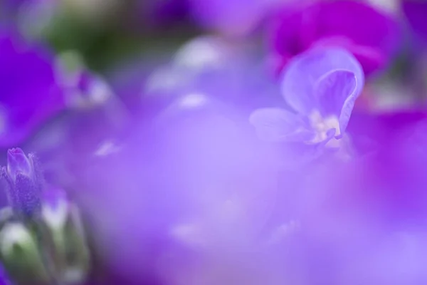 Floraison de fleurs printanières colorées dans le jardin — Photo