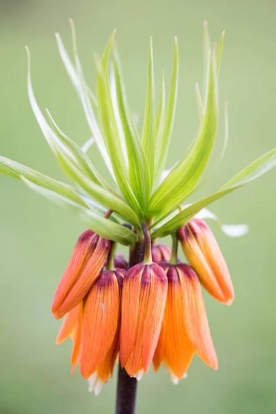 Floraison Fleurs Printanières Colorées Dans Jardin — Photo