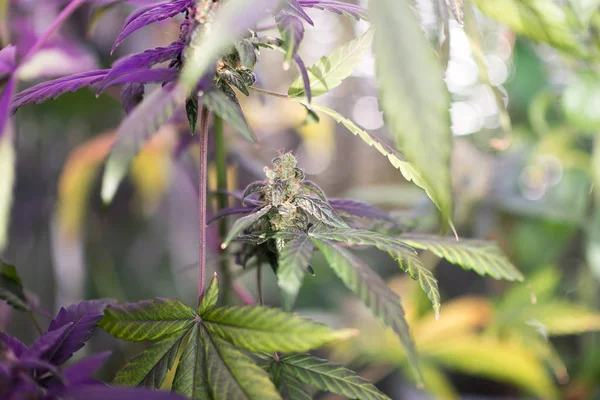 Closeup of Cannabis female plant in flowering phase