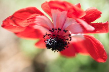 Bahçe çiçeği renkli yaz çiçek