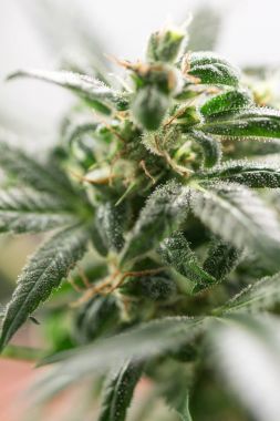 Kenevir dişi bitkisinin çiçek açma safhasında kapatılması