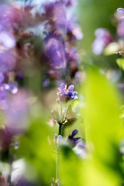 Înflorește Flori Colorate Vară Din Grădină — Fotografie, imagine de stoc