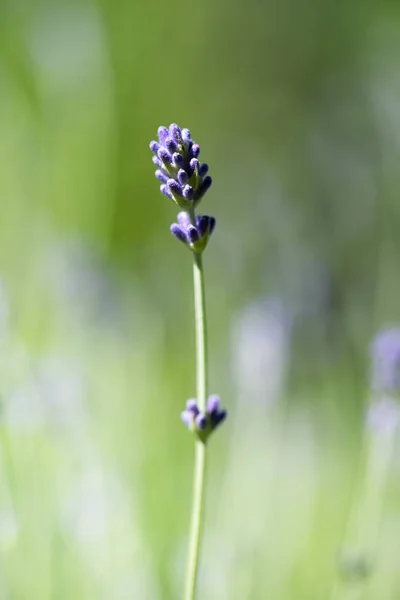 Flores Coloridas Verão Flor Jardim — Fotografia de Stock