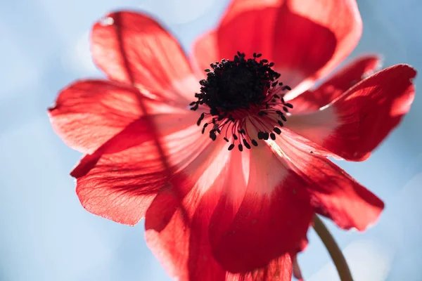 庭から花のカラフルな夏の花 — ストック写真