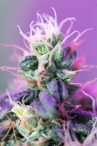Closeup Cannabis Planta Feminina Fase Floração Imagem De Stock