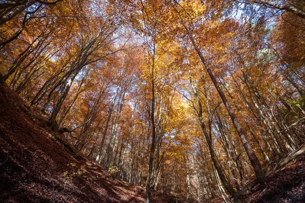 Colorful Autumn Landscape Nature Slovakia Stock Image
