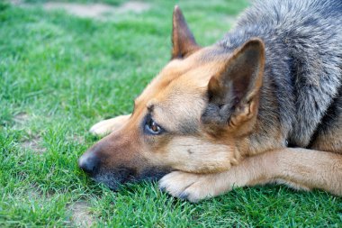 Evcil hayvan sevgisi kavramı. Köpek.