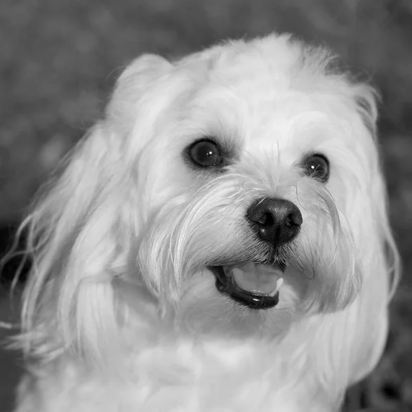 Conceito Amor Estimação Retrato Feliz Branco Pequeno Feliz Dog Jpg — Fotografia de Stock