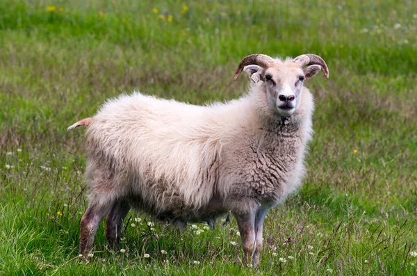 Concept Van Huisdier Liefde Ijslandse Schapen Weide Nabij Atlantische Oceaankust — Stockfoto