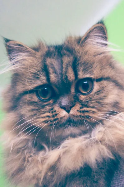 Conceito Amor Estimação Gatinho Castanho Focinho Com Cabelo Longo — Fotografia de Stock