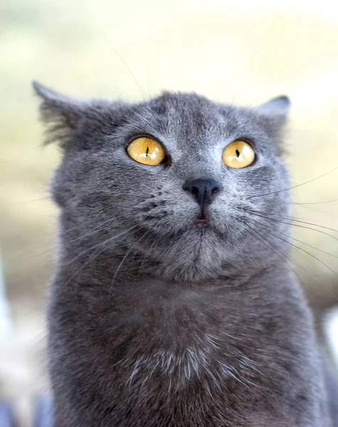 Conceito Amor Estimação Retrato Gato Macio Jpg — Fotografia de Stock