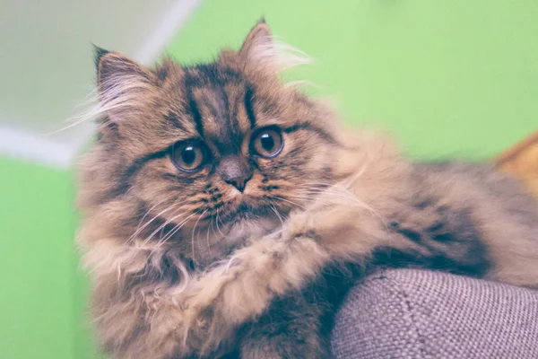 Conceito Amor Estimação Gatinho Castanho Focinho Com Cabelo Longo — Fotografia de Stock