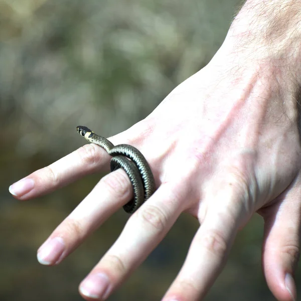 Begreppet Sällskapsdjur Kärlek Natrix Natrix Ring Finger Jpg — Stockfoto